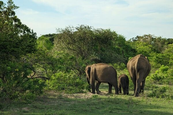 Yala-Nationalpark