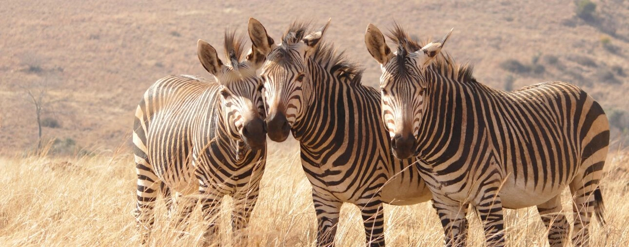 Boutique hotels in South Africa