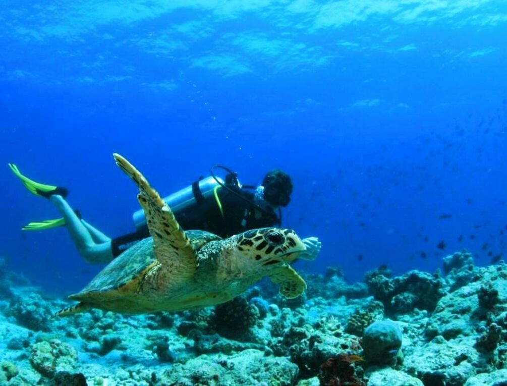 Afbeelding gerelateerd aan Amilla Maldives