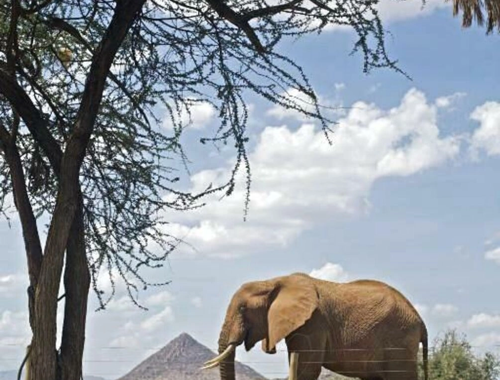 Afbeelding gerelateerd aan Ashnil Samburu Camp
