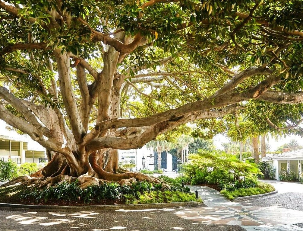 Afbeelding gerelateerd aan Fairmont Miramar Hotel & Bungalows