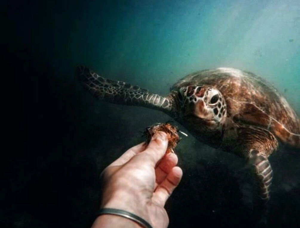 Afbeelding gerelateerd aan Parangi Weligama Bay - Thema Collection