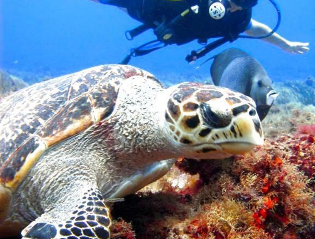 Afbeelding gerelateerd aan Presidente InterContinental Cozumel Resort & Spa by IHG