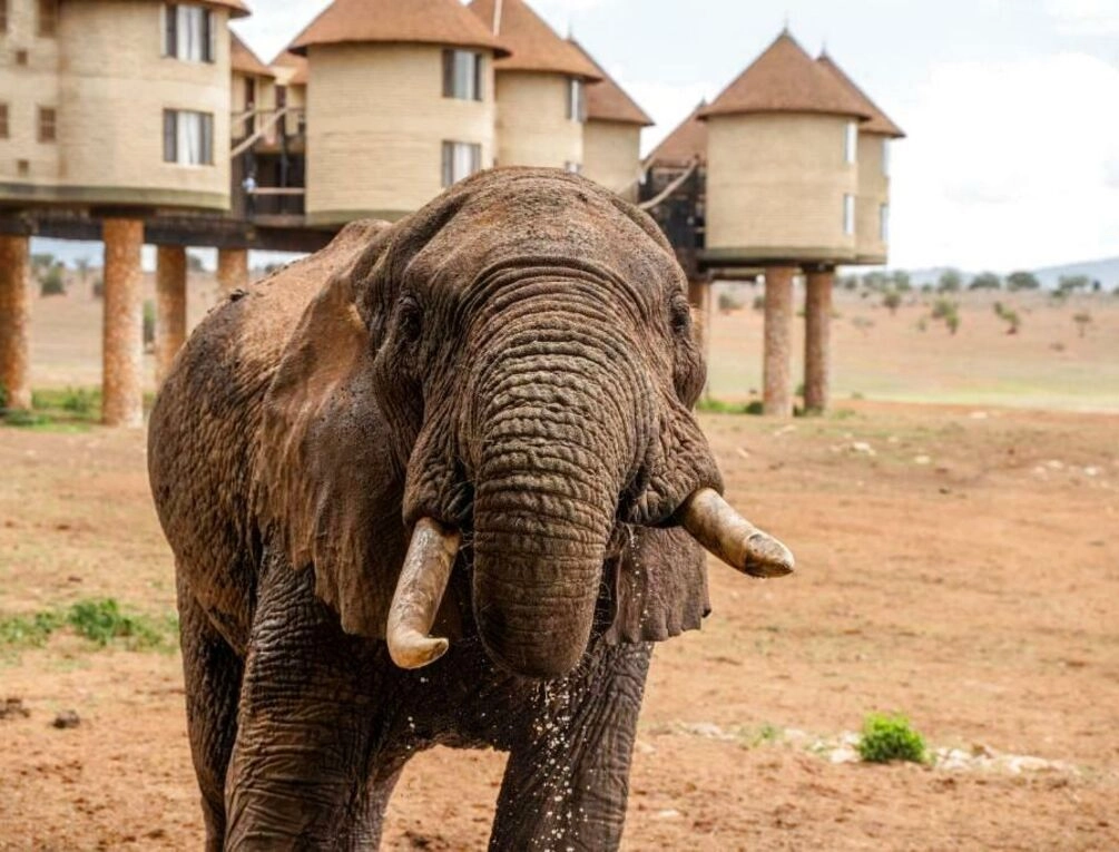 Afbeelding gerelateerd aan Salt Lick Safari Lodge