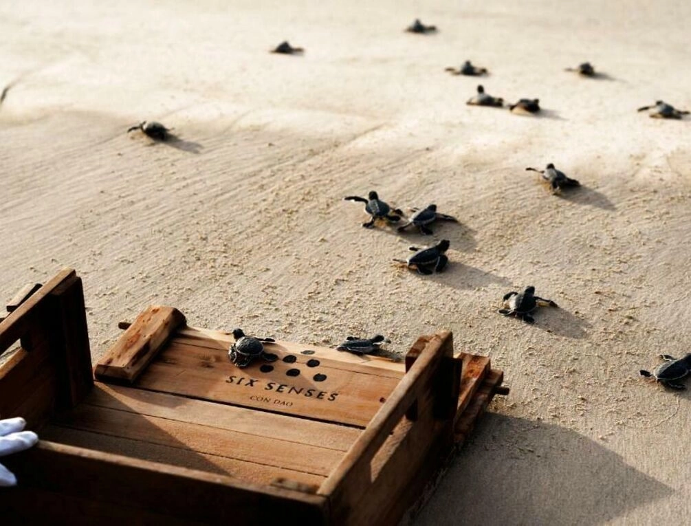 Afbeelding gerelateerd aan Six Senses Con Dao - Turtle Island Paradise
