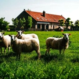 hoevehotel ter haeghe in Gistel