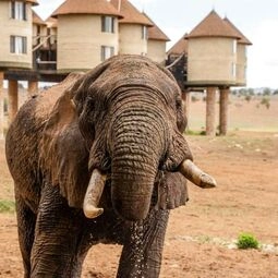 Hotel Salt Lick Safari Lodge in Tsavo