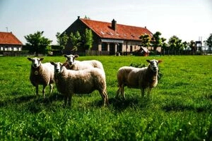 Gistel