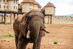 Tsavo
